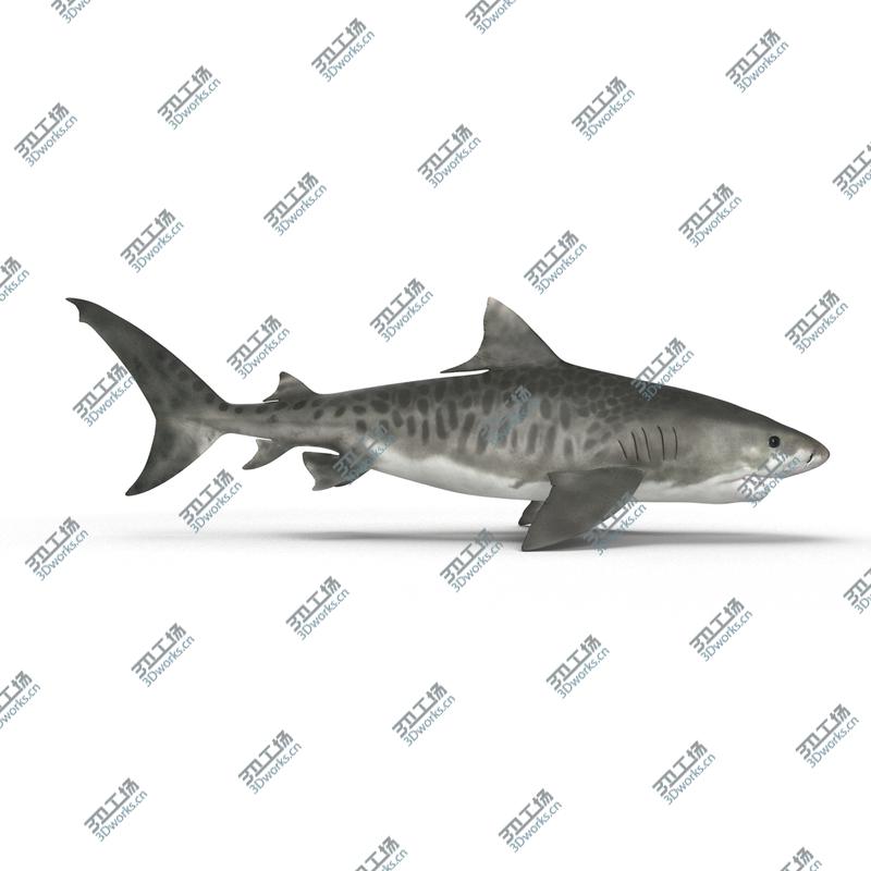 images/goods_img/202105074/Tiger Shark Rigged for Cinema 4D/2.jpg